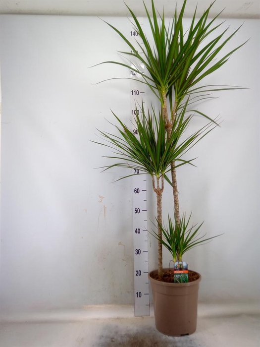 <h4>Dracaena marg.</h4>