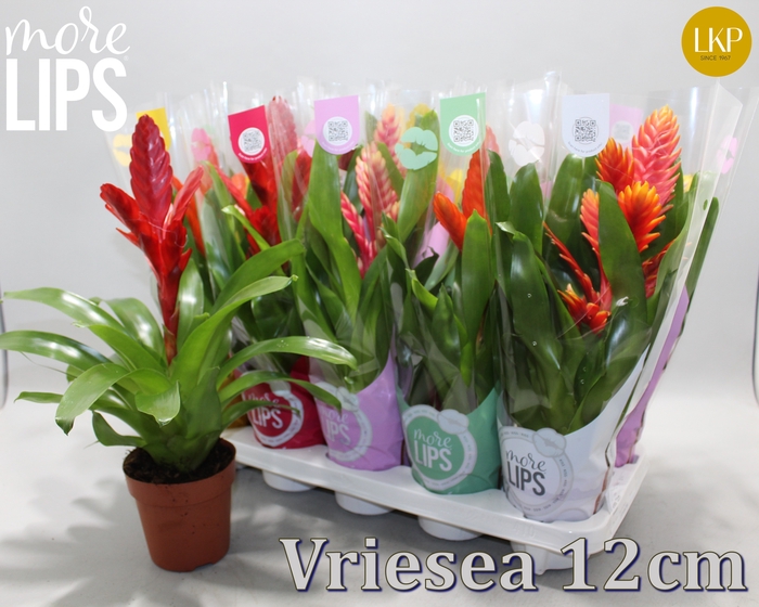 <h4>VRIES GEM 8 SRT</h4>