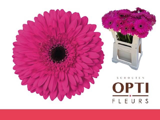 <h4>GE GR MADEIRA</h4>