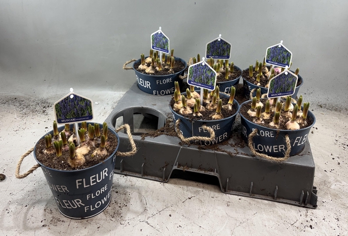 <h4>ARR MUSCARI</h4>