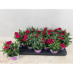 DIAN OSC PURPLE WING