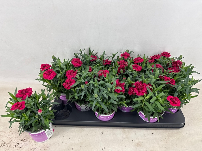 <h4>DIAN OSC PURPLE WING</h4>