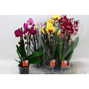 PHAL EL CASCADE