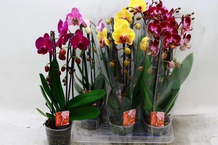<h4>PHAL EL CASCADE</h4>