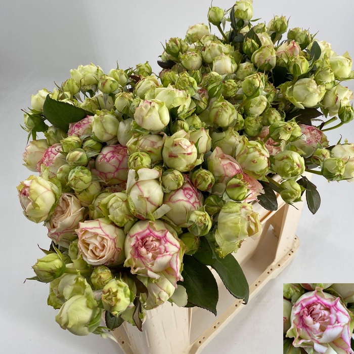 <h4>R TR BIEDERMEIER</h4>