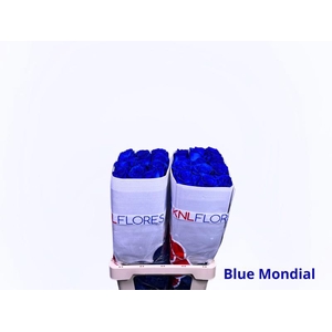 R GR BLUE MONDIAL