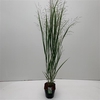 'Panicum' Northwind