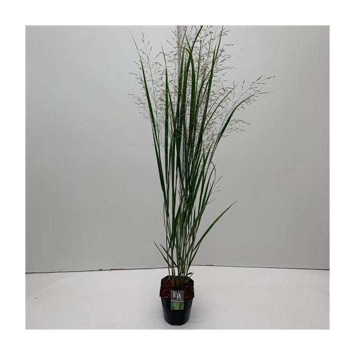 <h4>'Panicum' Northwind</h4>