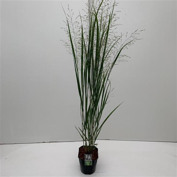 'Panicum' Northwind