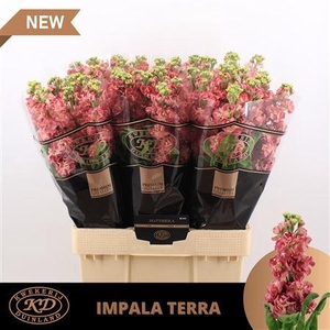 Matth Impala Terra