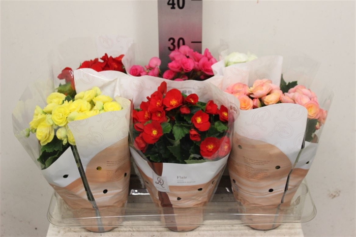 <h4>Begonia Mix P14 Dolc'amore(r) Flai</h4>