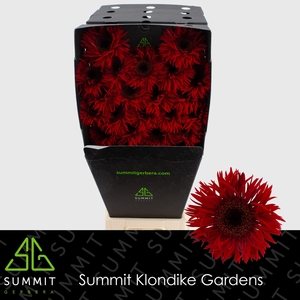 Germini Spider Larsson Diamond per kaart