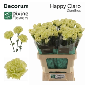 DI ST HAPPY CLARO