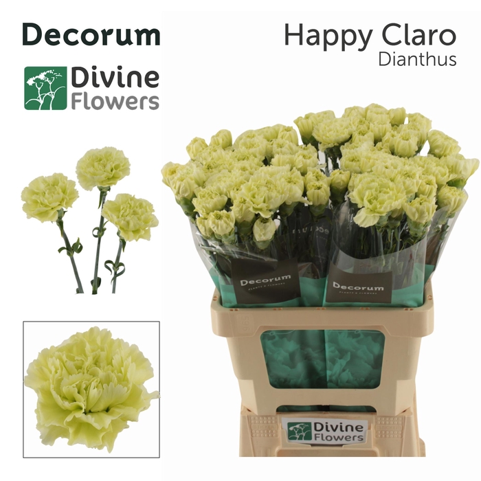 <h4>DI ST HAPPY CLARO</h4>