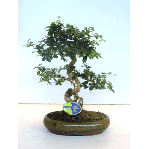 Carmona macrophylla, 29cm., shape, without drip tray