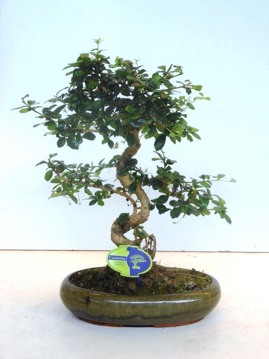 <h4>Carmona macrophylla, 29cm., shape, without drip tray</h4>