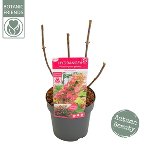 Hydrangea que. 'Ruby Slippers' ®