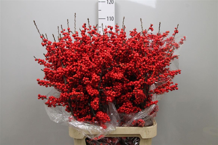 <h4>Ilex Ve Rode Bes</h4>