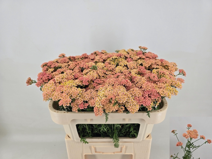 <h4>ACHIL M ANNEMIEKE</h4>