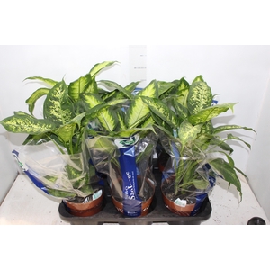 DIEFFENBACHIA VARIADO P17