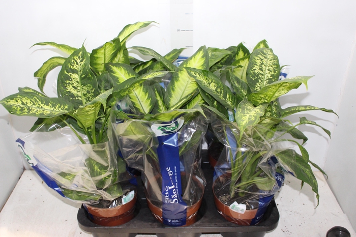 <h4>DIEFFENBACHIA VARIADO P17</h4>