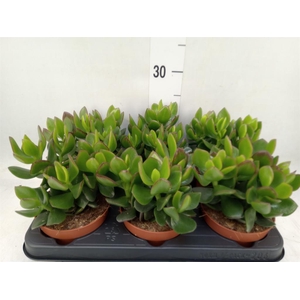 Crassula  'Hulk'