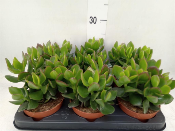 <h4>Crassula  'Hulk'</h4>