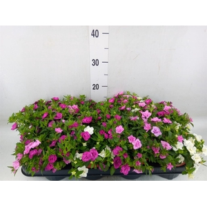 Calibrachoa  'CG Aloha Double Mix'