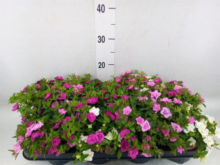 <h4>Calibrachoa  'CG Aloha Double Mix'</h4>