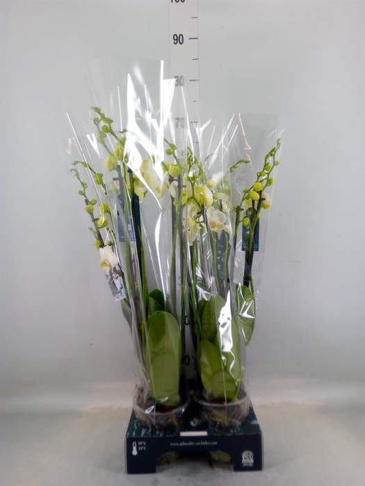 Phalaenopsis   ...white