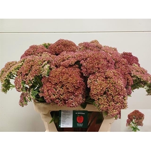 SEDUM SPECTABILE BLO