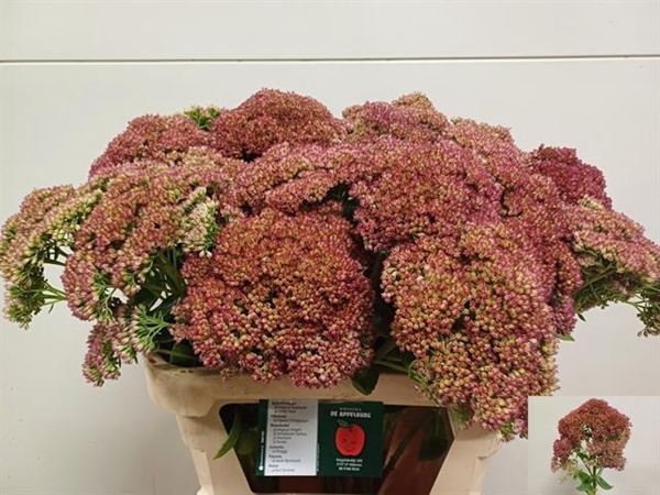 SEDUM SPECTABILE BLO