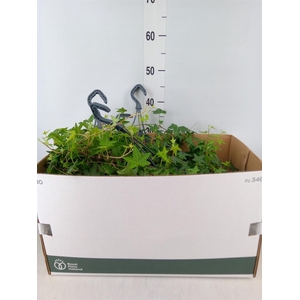 Hedera   ...green leafed