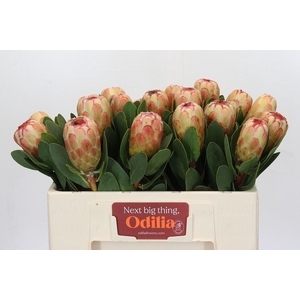PROTEA GRANDICOLOR