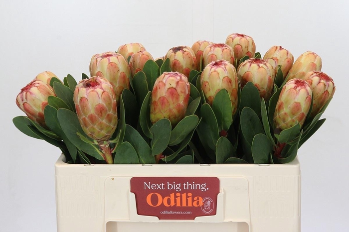 <h4>PROTEA GRANDICOLOR</h4>