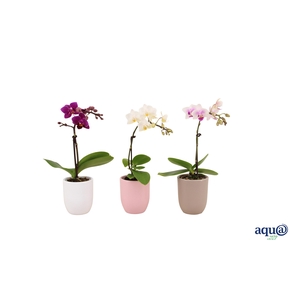 Hugo Hotel Mix Tiny Dolls Mix 1T7+ Aqu@