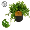 Peperomia Rotundifolia Rondo Venetiano