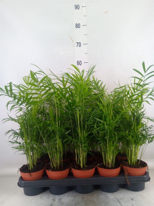 <h4>Chamaedorea elegans</h4>