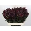 Leucadendron Saf Sunset Dark R.