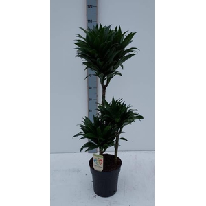 Dracaena fragrans Compacta 21Ø 100cm 3pp