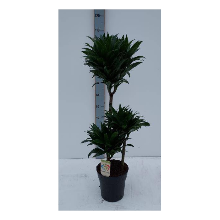 <h4>Dracaena fragrans Compacta 21Ø 100cm 3pp</h4>