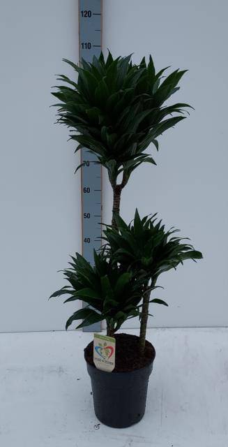Dracaena fragrans Compacta 21Ø 100cm 3pp