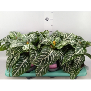 Aphelandra squar.