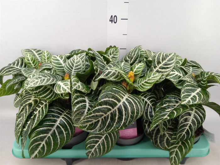 <h4>Aphelandra squar.</h4>