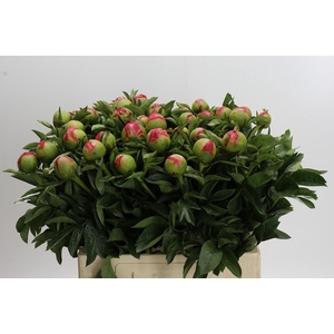 Paeonia Coral Sunset