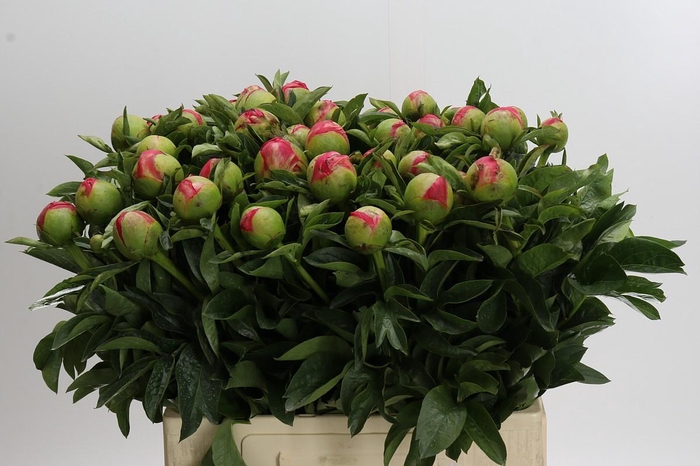 <h4>Paeonia Coral Sunset</h4>