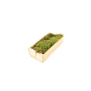 Mos Platmos Consument ( Houten Kist ) X504