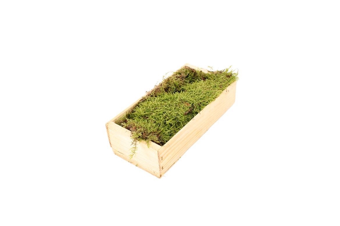 Mos Platmos Consument ( Houten Kist ) X504