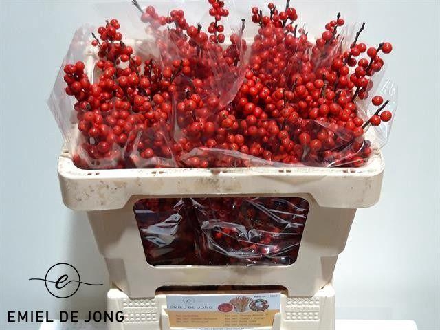 <h4>ILEX VE RODE BES</h4>