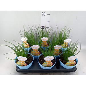 Allium schoenoprasum
